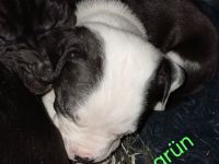 Welpen Bullador Welpe labrador mix