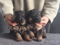 Dt.Schäferhund Welpen, SV/VDH, rotePapiere