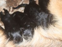 Dt.Schäferhund Welpen, SV/VDH, rotePapiere