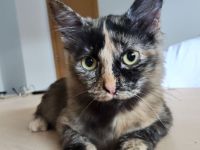 Marimba wartet auf eine nette Familie