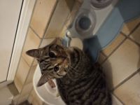 Junger Kater sucht dringend neues Zuhause