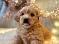 Wunderschöner Maltipoo Havapoo Rüde sucht liebevolles Zuhause