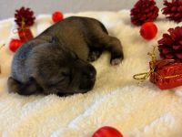 Liebevolle Zwergschnauzer-Welpen suchen ein neues Zuhause!