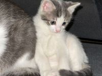 Kitten / Katzen/ Katzenbabys