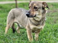 Chester: ein bescheidener Hundejunge sucht Familienanschluss