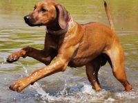 Zuckersüße, reinrassige Rhodesian Ridgeback Welpen