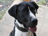 Manetti, Doggenmix, geb. 2024, sensibler Riese mit Herz sucht Zuhause