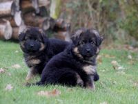 Deutsche Schäferhundwelpen Langhaar
