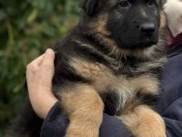 Deutsche Schäferhundwelpen Hündinnen Langhaar