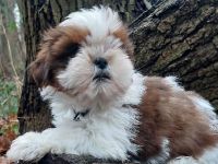 Shih Tzu Welpen