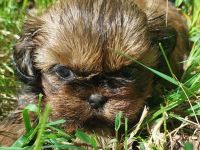 Shih Tzu Welpen