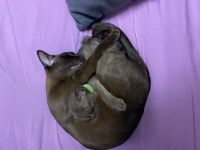 Burma Kater zu verkaufen