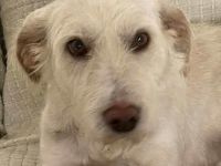 Solis sucht ein verständnisvolles Zuhause