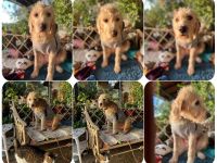 Anni - freundliches Wuschelmädchen