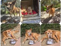 Olivia – unsere liebenswerte Seniorin sucht ihr Zuhause