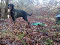 Rentner sucht Zuhause