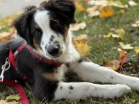 Wundervoller Australian Shepherd Rude sucht neues, erfahrenes Zuhause