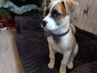 Kleines Wunder sucht sein Für-Immer-Zuhause – Pumpkin wartet auf dich!