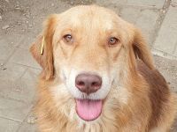 Cesar, goldiger Einzelprinz, der das Hundeeinmaleins noch lernen muss, 1,5 Jahre, 45 cm