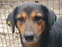 Chris, freundlicher, defensiver Rüde sucht liebevolles, geduldiges Zuhause, 2 Jahre, 45 cm