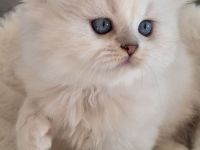 Britisch Langhaar Kitten mit Stammbaum