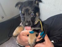 Deutsche Schäferhund Welpen