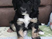 Hübsche Doodle Welpen - Bernedoodle x Königspudel Welpen ab 27.12. in liebevolle Hände