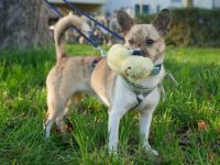Anouk auf Pflegestelle in 80637 München sucht ihr Für-immer-Zuhause