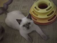 BLUE POINT BKH & BLH  KITTEN