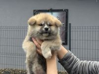 AKITA INU - Japanische Akita - Welpen mit FCI papieren