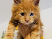 Maine Coon Babys mit blauen Augen