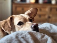 Schüchterne Sintra sucht Ruhepol