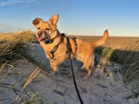 Schüchterne Sintra sucht Ruhepol