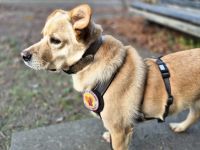 Schüchterne Sintra sucht Ruhepol