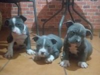 Amerikanische Staffordshireterrier blau PREMIUM