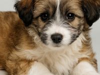 Bollipoo/Maltipoo rüde mit besonderen Abzeichen