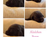 Labrador Welpen