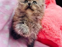 Super süße Maine Coon-Sibirische Waldkatze, weibliches Kitten abzugeben