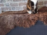 2 Bildhübsche bunte Maine Coon Schwestern 7 Monate jung mit Stammbaum
