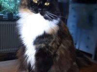 wunderschöne Maine Coon Prinzessin sucht Lebensplatz mit Stammbaum