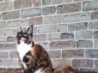 2 Bildhübsche bunte Maine Coon Schwestern 7 Monate jung mit Stammbaum auch einzel Abgabe