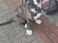 Zwei Schäferhund-Mischlingsrüden suchen ein liebevolles Zuhause