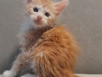 Maine Coon Kittem Jungs und Mädels mit Stammbaum