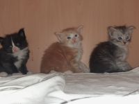 Maine Coon Kittem Jungs und Mädels mit Stammbaum