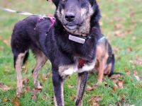 Bandi auf Pflegestelle in 55411 Bingen sucht sein Für-immer-Zuhause