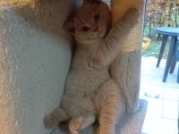 BkH kitten abgabebereit