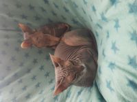Don Sphynx Katzen