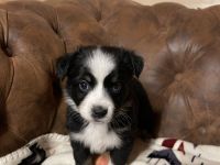 Miniature Australian Shepherd Welpen