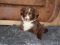 Miniature Australian Shepherd Welpen