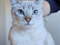 Cassandra, menschenbezogen und sozial, freut sich auf eine nette Familie